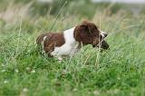 SPRINGER SPANIEL 053